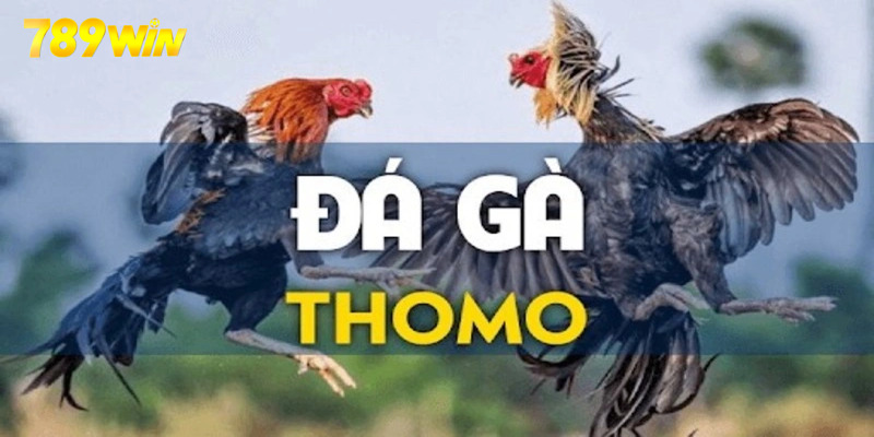 đá gà thomo tại 789win